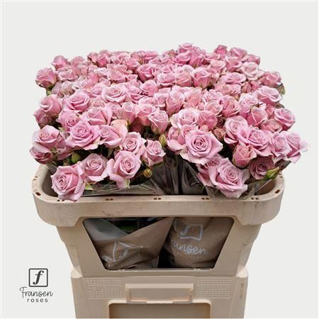 FeedSync:wholesale:b01d32f770b78236f5b60bc4d409b3f4464263e4