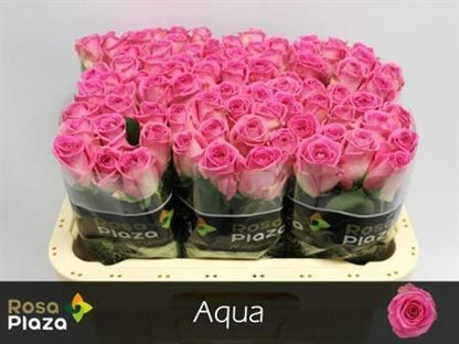 Rose Aqua!
