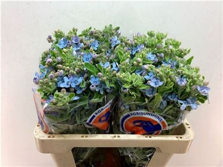 FeedSync:wholesale:ea2346ced2c7d02cdbc5451b2ac969971772c225