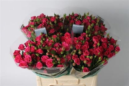 Spray Rose - Rosa - Pink Yo-Yo