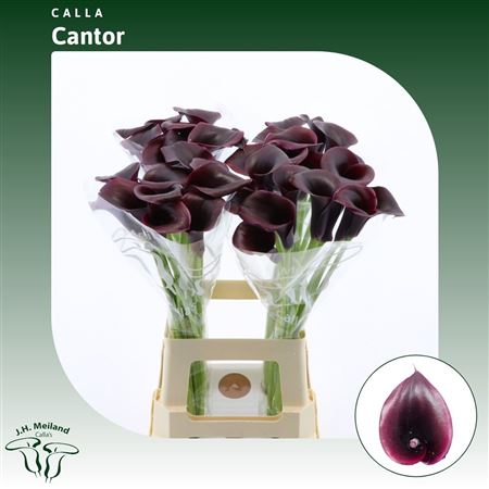 Calla Lily - Zantedeschia - Cantor