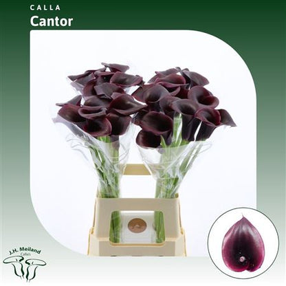 Calla Lily - Zantedeschia - Cantor