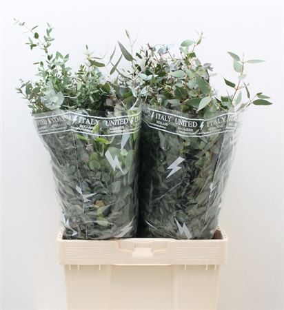 Eucalyptus - Mixed