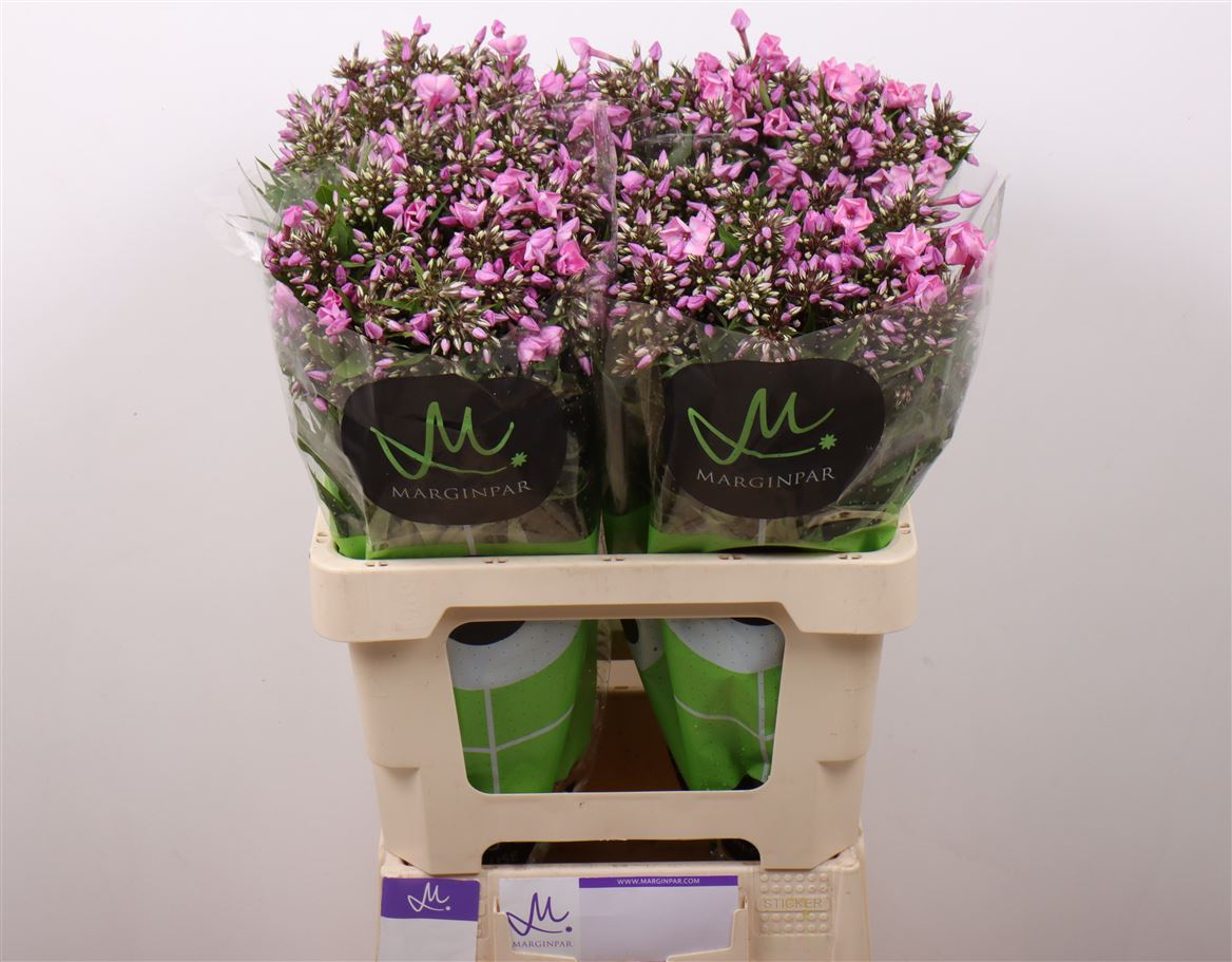 Phlox Pink Eyes (20 Stems)