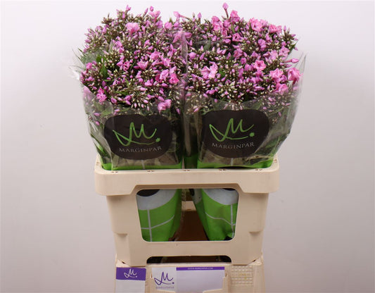 Phlox Pink Eyes (20 Stems)