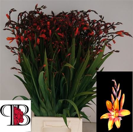 Crocosmia Emily McKenzie