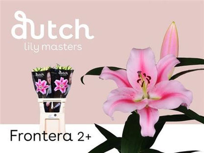 Lily - Lilium - Frontera