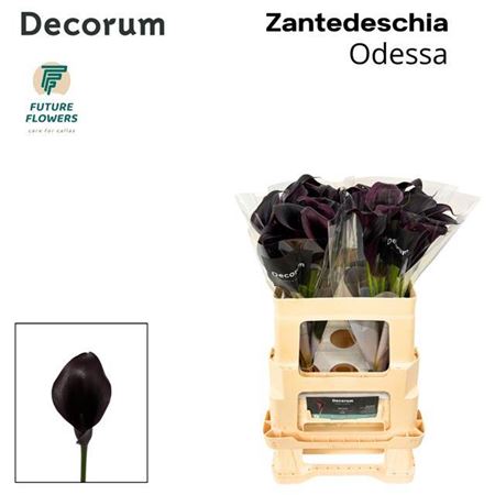 Calla Lily - Zantedeschia - Odessa