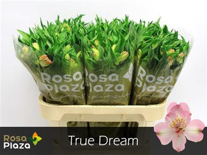 FeedSync:wholesale:5b3e520adefcf0ced924f09aa8278b66fe5d7d04