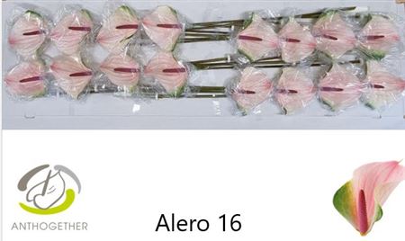 FeedSync:wholesale:66791860592fa3af3cc07a46736047bed750aadc