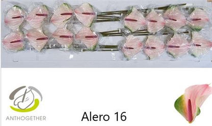 FeedSync:wholesale:66791860592fa3af3cc07a46736047bed750aadc