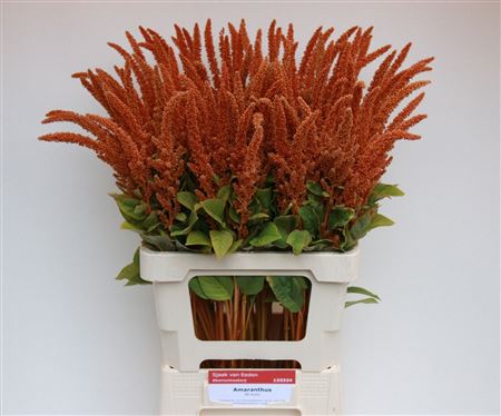 Amaranthus ‘Hot Biscuits’ – Brown Cut Stems