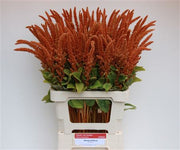 Amaranthus ‘Hot Biscuits’ – Brown Cut Stems