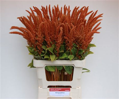 Amaranthus ‘Hot Biscuits’ – Brown Cut Stems