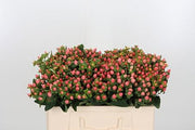 Hypericum - Hypericum androsaemum - Pacific Jade