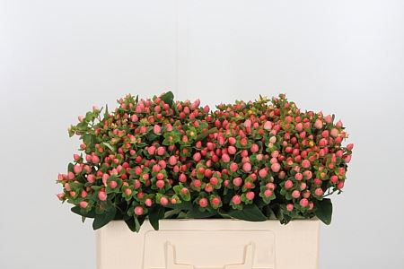 Hypericum - Hypericum androsaemum - Pacific Jade