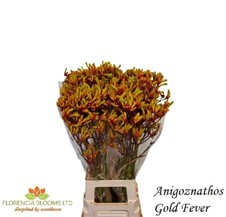 Anigozanthos - Gold Fever
