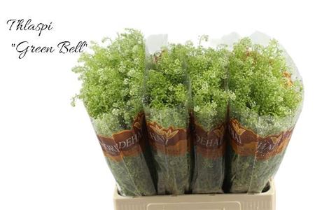 FeedSync:wholesale:e518dc22908c9bc3d1ad2076f08bf5c29f7b6bd2