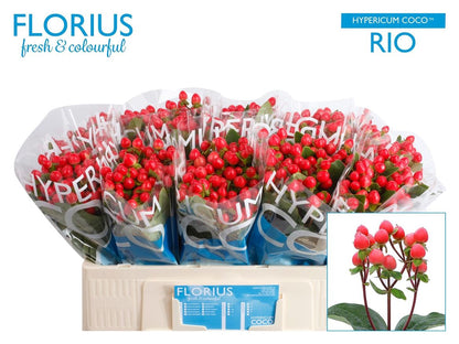 FeedSync:wholesale:9a1239b2148ac0f099534eb8b8a22c66b3e51e27