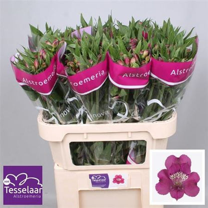 Purple Alstroemeria ‘Tesmarac’ – 70cm Stems