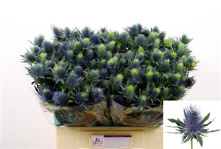 FeedSync:wholesale:4ae9ebfc19b55f52775351ab6758b9a0e794e3b9