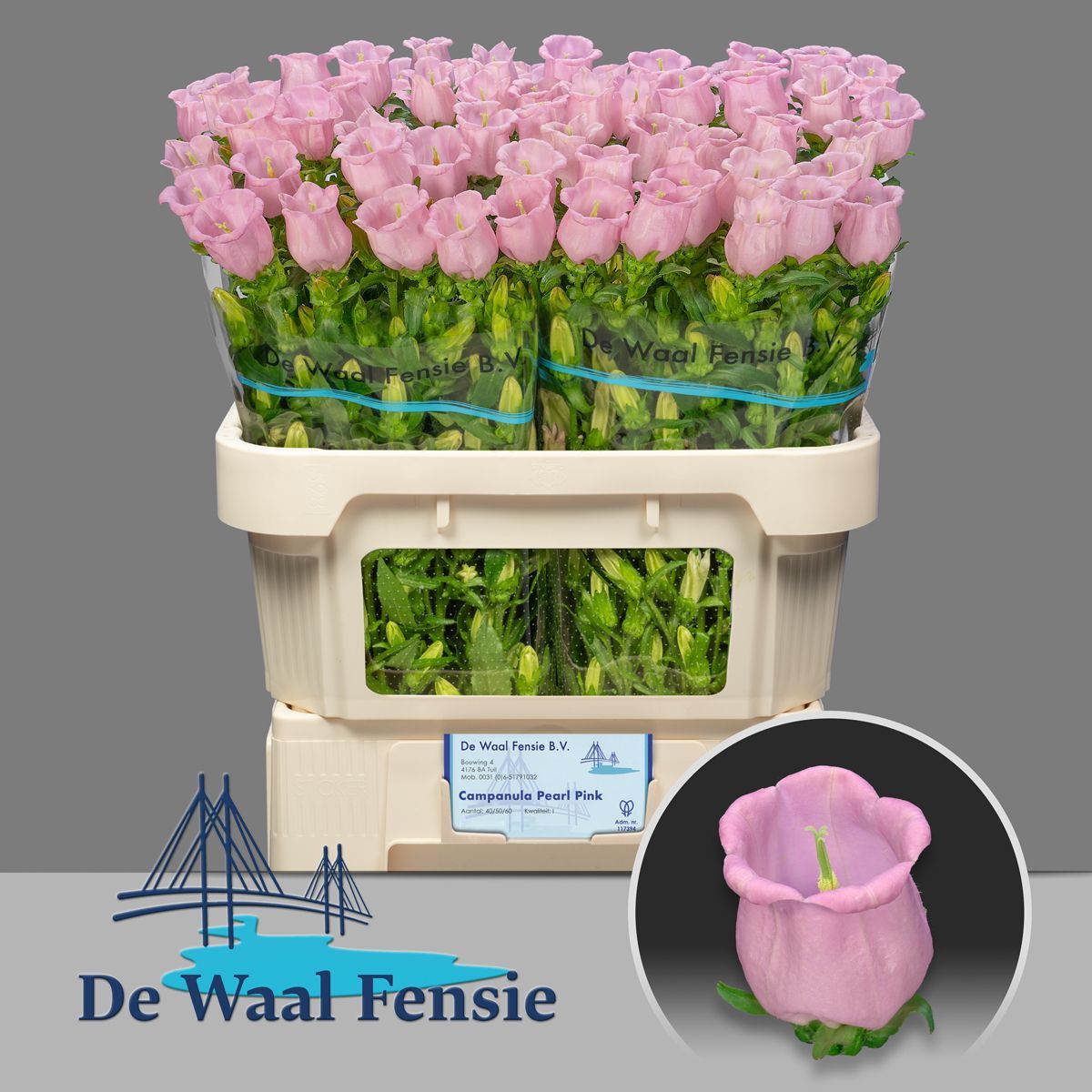 Bellflower Pearl Pink (10 Stems)