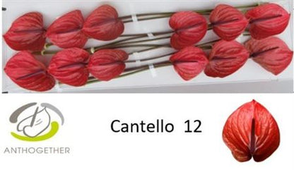 Anthurium Cantello