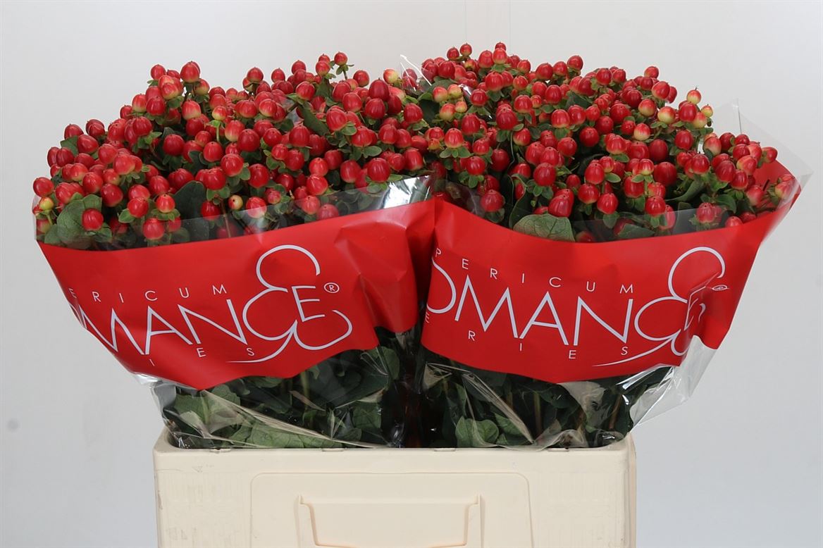 FeedSync:wholesale:107211d151d300a27e899c452236614bcf752085