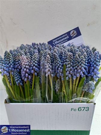 FeedSync:wholesale:53cb5beea8cd483681d47277661d7c7fe15e02ab