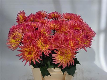Dahlia Karma Sangria