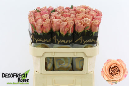 Rose Moccachino