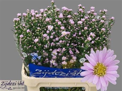 Purple Aster Claudia Cut Stems – 80cm