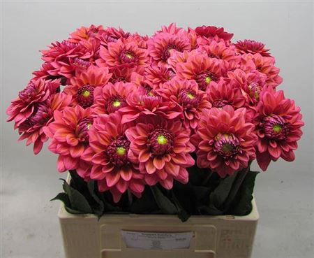 Dahlia Dec Sal Runner