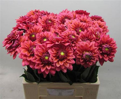 Dahlia Dec Sal Runner