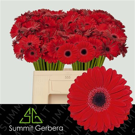 Red Germini ‘Black Tie’ Cut Flowers – 50cm Stems