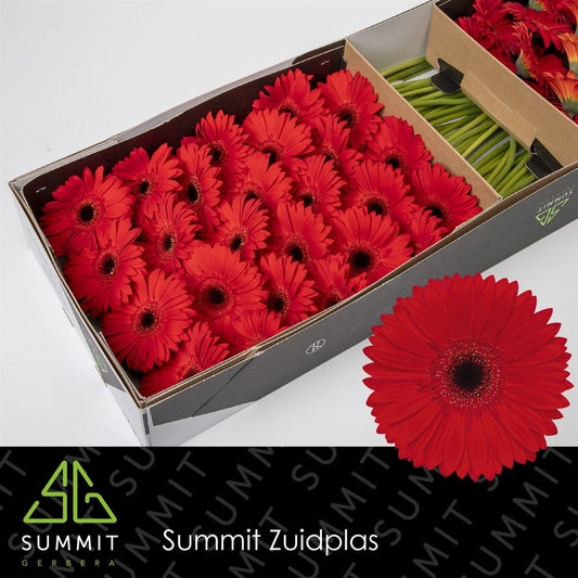 Gerbera Blinddate