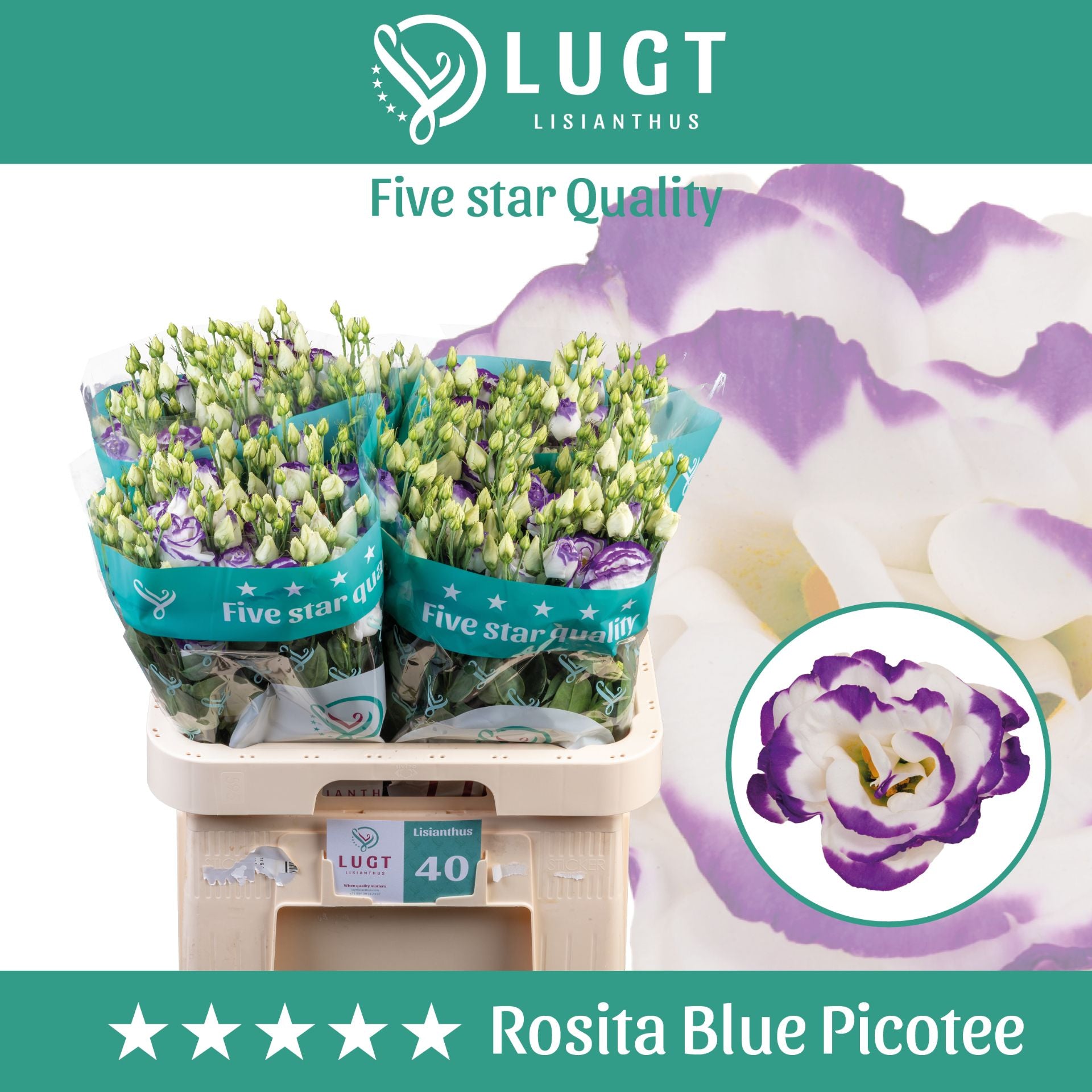 White Eustoma ‘Rosita Blue Picotee’ – 70cm Stems