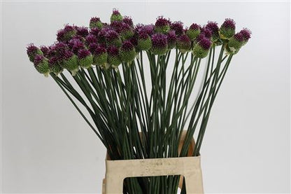 FeedSync:wholesale:6454775fe026c7b8225be989685ff625d0790fb5