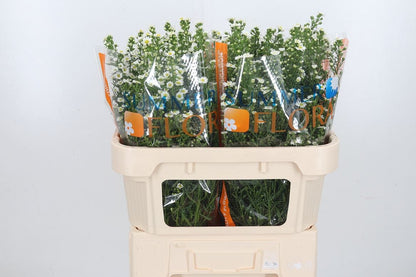 FeedSync:wholesale:0b8cc11d69b126298d374d1e13c8190532c9bd64
