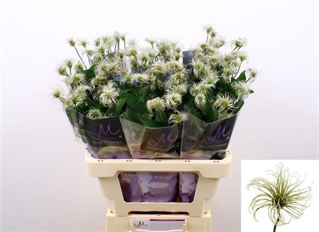 Clematis Amazing Kibo (10 Stems)