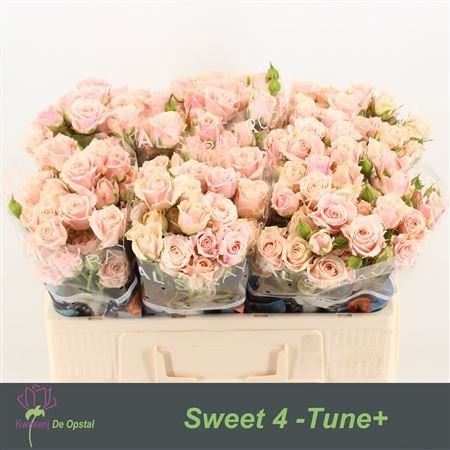 FeedSync:wholesale:8423cdde1fbb08ae214c9351274199c68bd07c0a