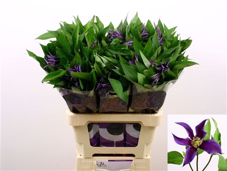 FeedSync:wholesale:63a90779aefcee01f674ef40409745beedc5af62