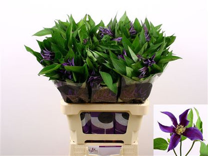 FeedSync:wholesale:63a90779aefcee01f674ef40409745beedc5af62