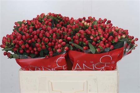 FeedSync:wholesale:0f29027213631bddfb9a8d7b71f1d8a2adfad2c3