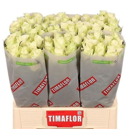 Rose Athena (20 Stems)