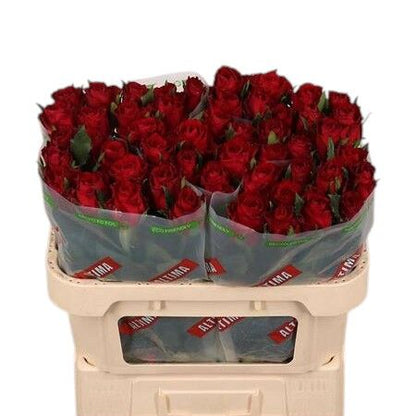 Rose - Rosa - Madam Red