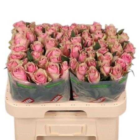 Rose Athena Royale (20 Stems)