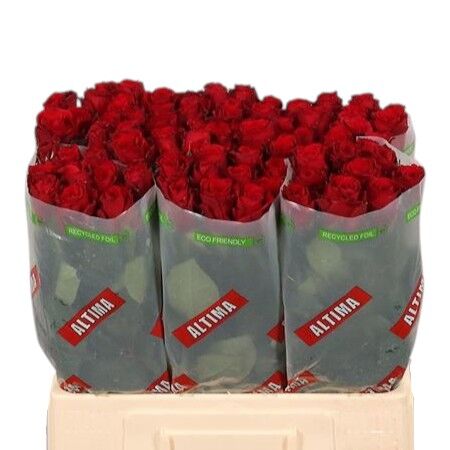 Rose - Rosa - Upper Class