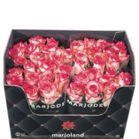 FeedSync:wholesale:6da4f1b66a933d390352d4220e3f98a8c3429548