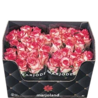 FeedSync:wholesale:6da4f1b66a933d390352d4220e3f98a8c3429548